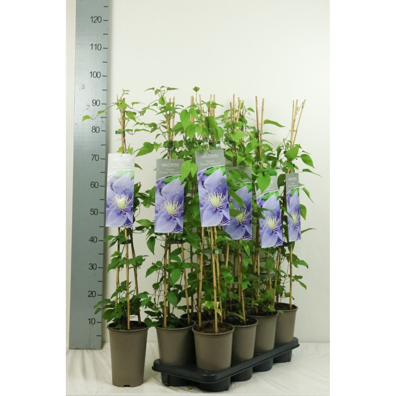 Klematis – Clematis Olympia - C2 60-80 CM Stick